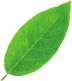 Foglia